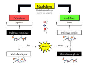 fases metabólicas: anabolismo e catabolismo