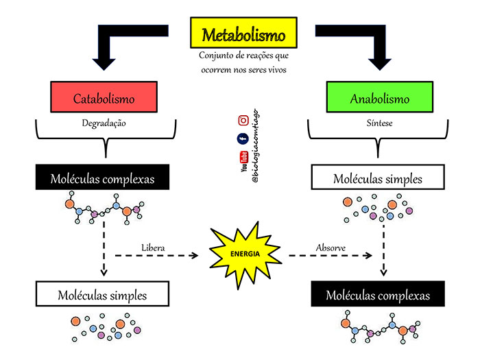 fases metabólicas: anabolismo e catabolismo