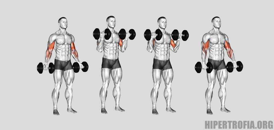 passo a passo execução do exercício para bíceps rosca zottman