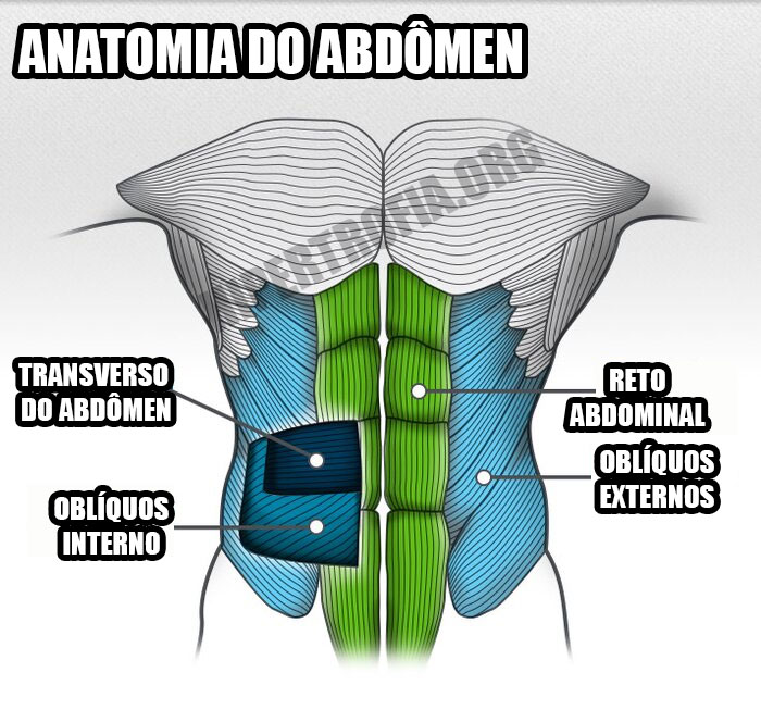 imagem mostrando a anatomia do abdômen