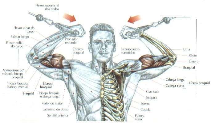 Treino de braços avançado para bíceps e tríceps gigantes