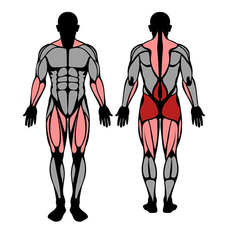 O levantamento terra é um exercício multiarticular que trabalha mais  músculos em conjunto de regiões como lombar, pernas, trapézio e glúteos.  Além de ser, By Max Titanium Suplementos