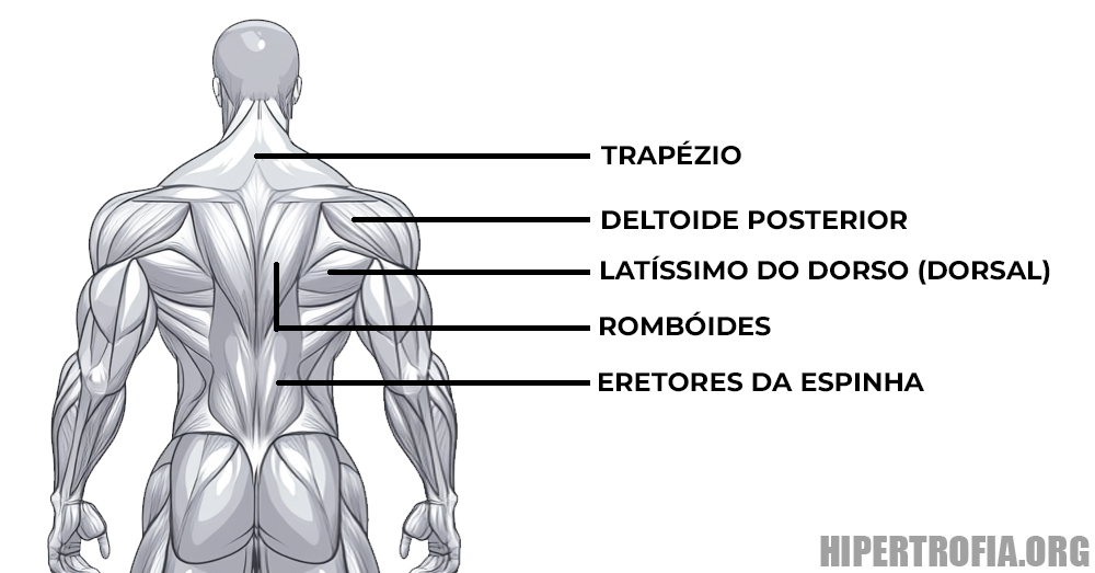 ilustração mostrando os músculos recrutados durante o exercício remada curvada