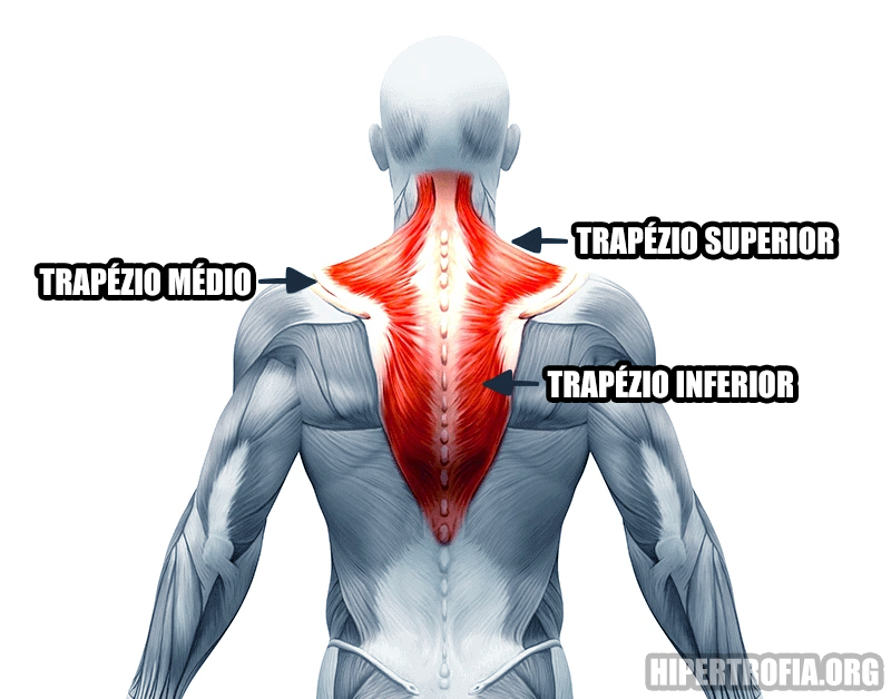 anatomia do músculo trapézio no contexto da musculação e seus exercícios