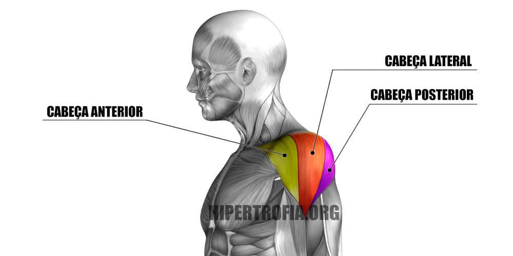 Três cabeças do deltoide