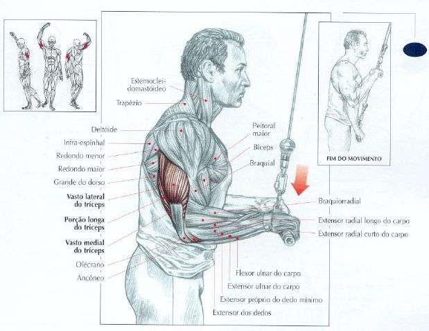 Sumô Pegada Reta Unilateral Bíceps Costas Tríceps Academia - Rei