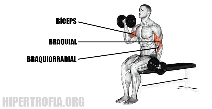 músculos usados na rosca alternada
