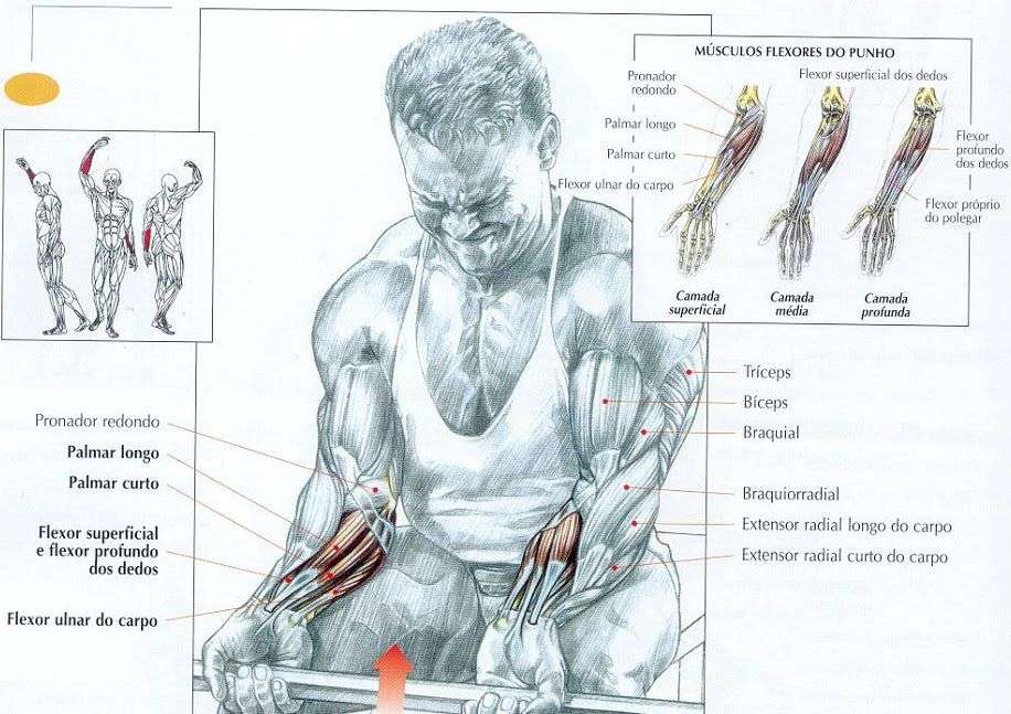 músculos recrutados na rosca punho