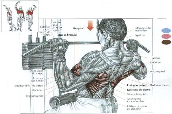 imagem ilustrada mostrando os músculos recrutados durante o pulley frente