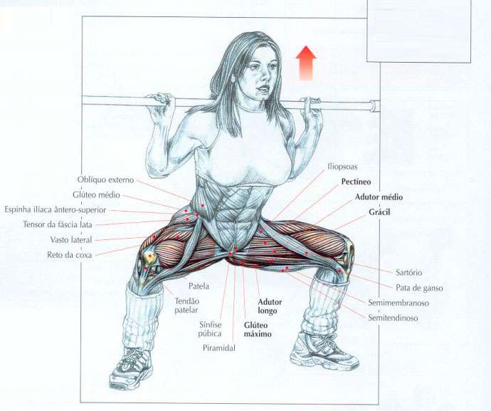 Agachamento Sumô: como fazer, músculos e dicas fundamentais