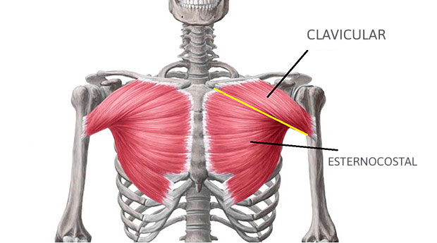 Anatomia do músculo peitoral