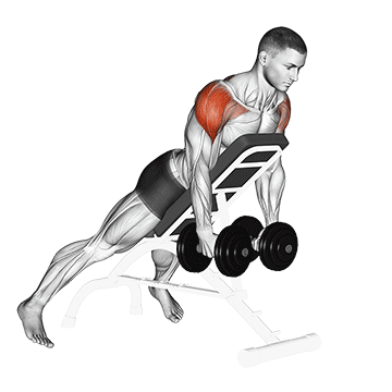 M7 Fitness - Elevação lateral no cabo ou com HALTER, o que é melhor? Na elevação  lateral o músculos principal é a porção lateral do deltoide, e o deltóide  posterior, trapézio, supra-espinal