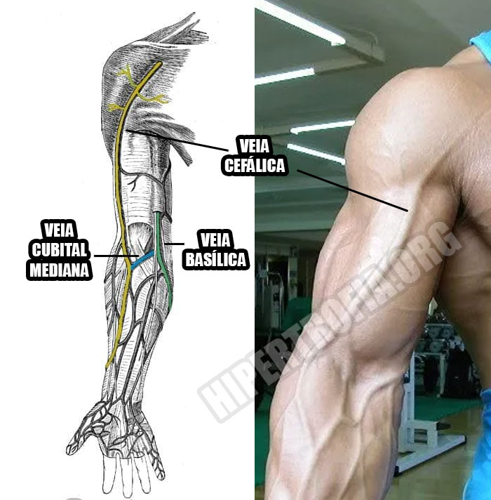 anatomia da veia cefálica ou veia do bíceps