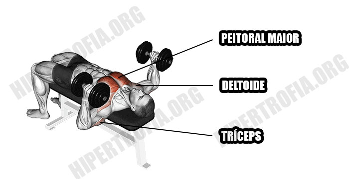 músculos usados durante o exercício supino reto com pegada neutra