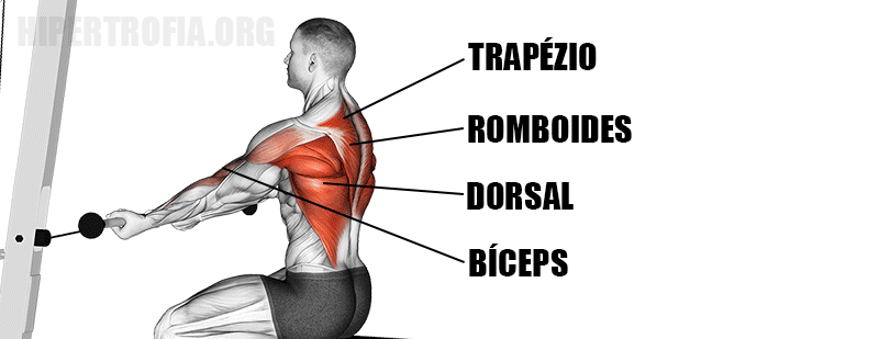 músculos que são recrutados durante a remada baixa supinada