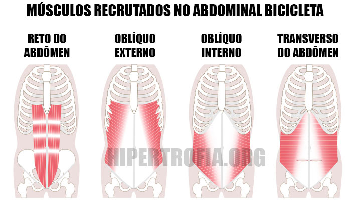 principais músculos do abdômen recrutados durante o abdominal bicicleta