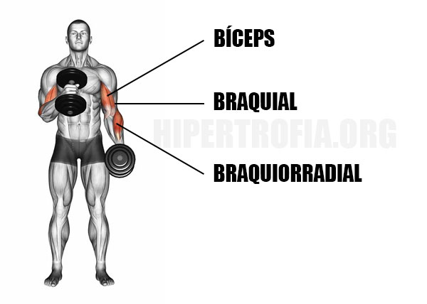 músculos usados durante a rosca martelo com halteres