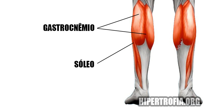 anatomia básica da panturrilha mostrando onde está o músculo gastrocnêmio e sóleo