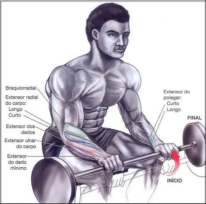 músculos usados durante o exercício rosca punho invertida com barra