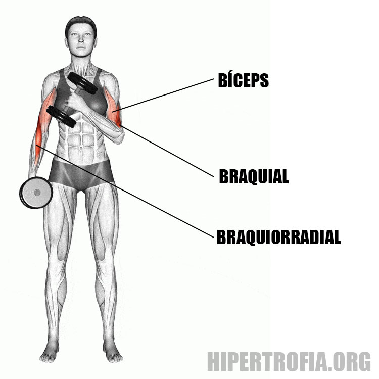 Músculos usados durante a rosca martelo cruzada 