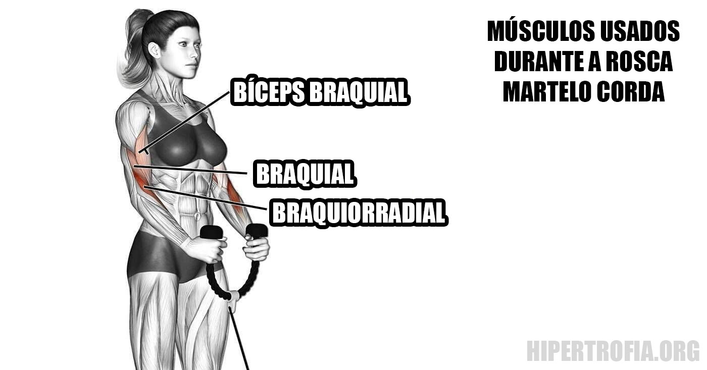 músculos usados durante a rosca martelo corda 