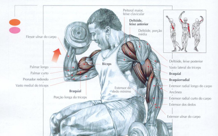 porque você sente o antebraço durante o trieno de bíceps