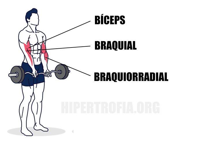 ilustração mostrando os principais músculos usados durante a rosca direta com barra w, sendo o bíceps sendo o principal