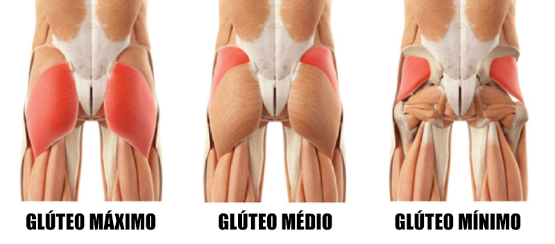 anatomia dos três músculos do glúteo