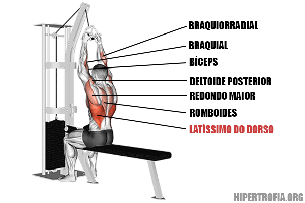 musculos recrutados durante a puxada neutra