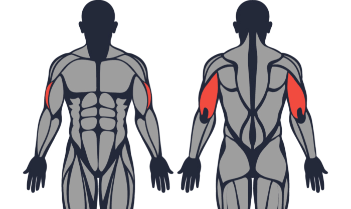 músculos usados durante o tríceps francês unilateral