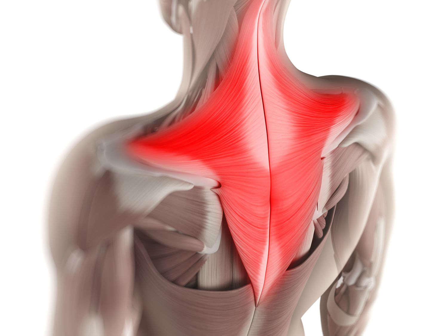 anatomia do musculo trapézio em 3d