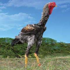 Frango_Gigant