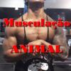Musculação Animal