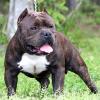 American Bully